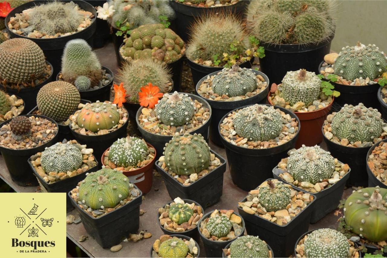 La Linda Bosques De La Pradera酒店 外观 照片