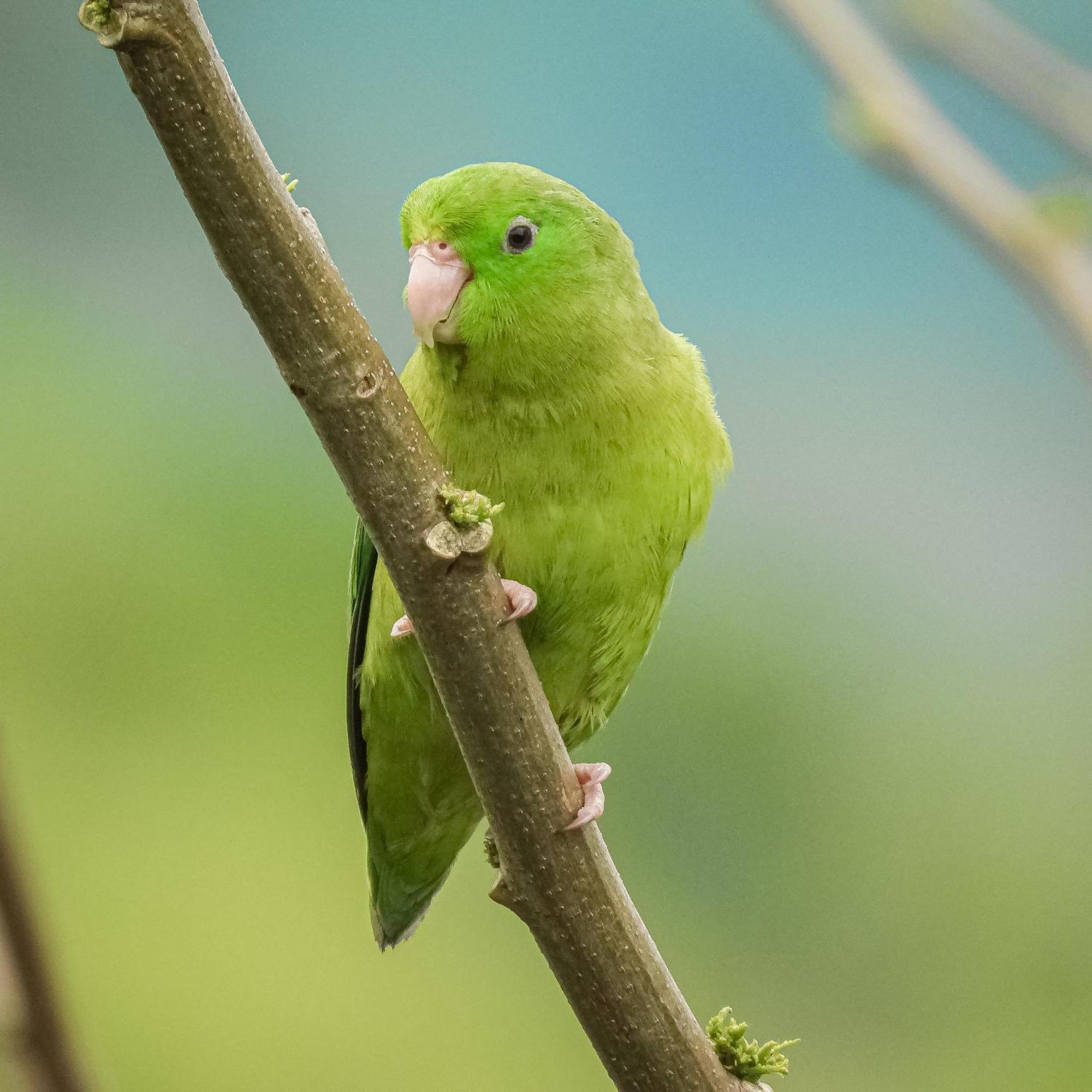 La Linda Bosques De La Pradera酒店 外观 照片